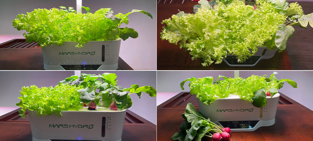The harvest of lettuce grow and radish grow using Hydroline12