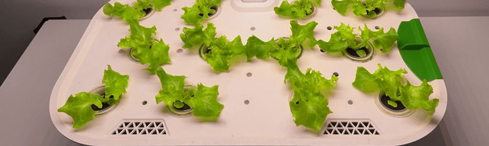 Vegetative stage of lettuce