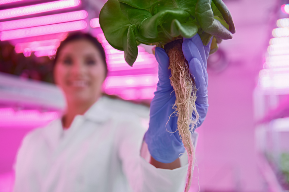 Hydroponic plant roots