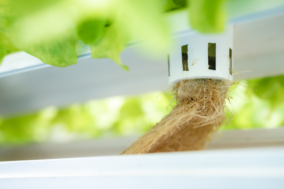 Hydroponic plant roots