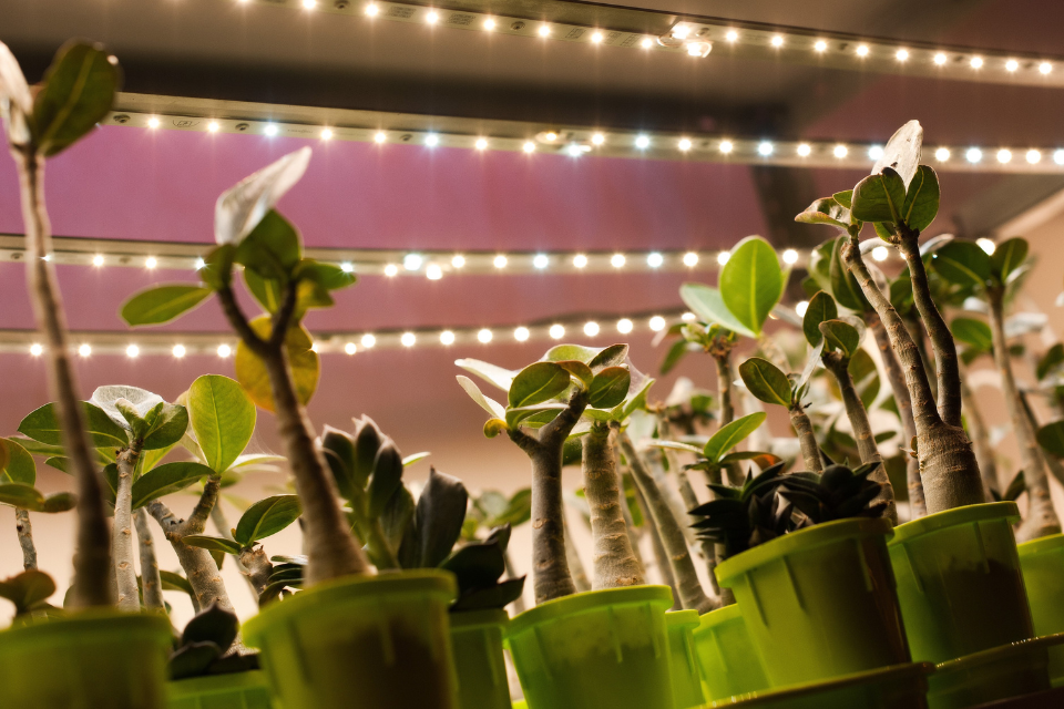 Lighting plants with LED grow light