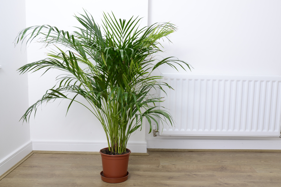 Majesty Palm