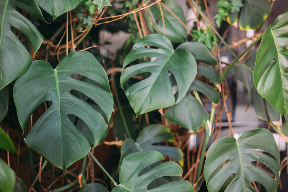 Monstera Deliciosa