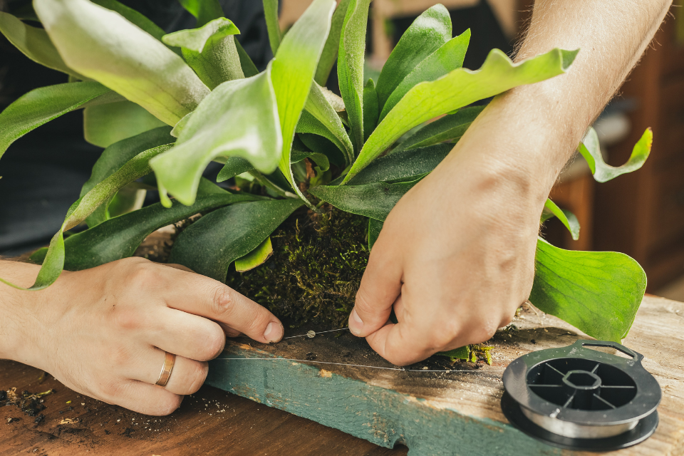 Mounting a staghorn fern