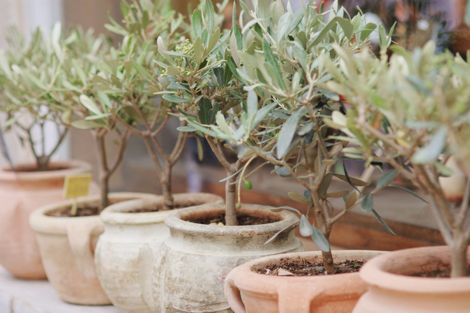 Olive trees in pots