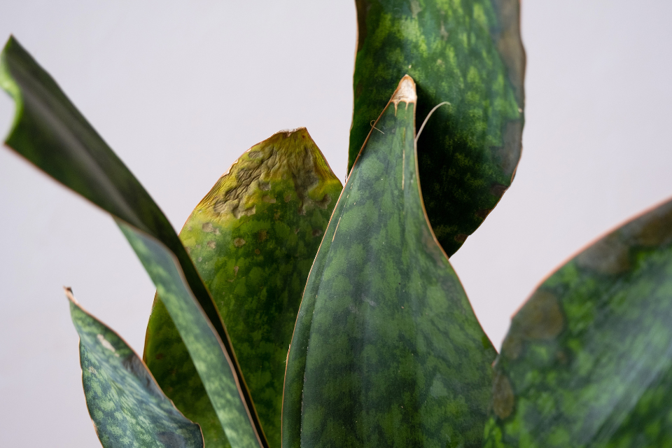 Overwatered snake plant