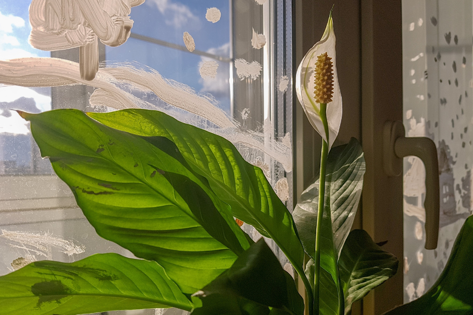 Peace Lily