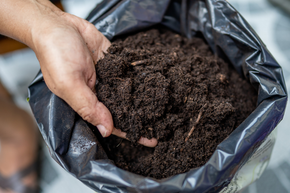 Peat Moss