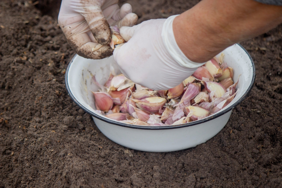 Planting the garlic cloves