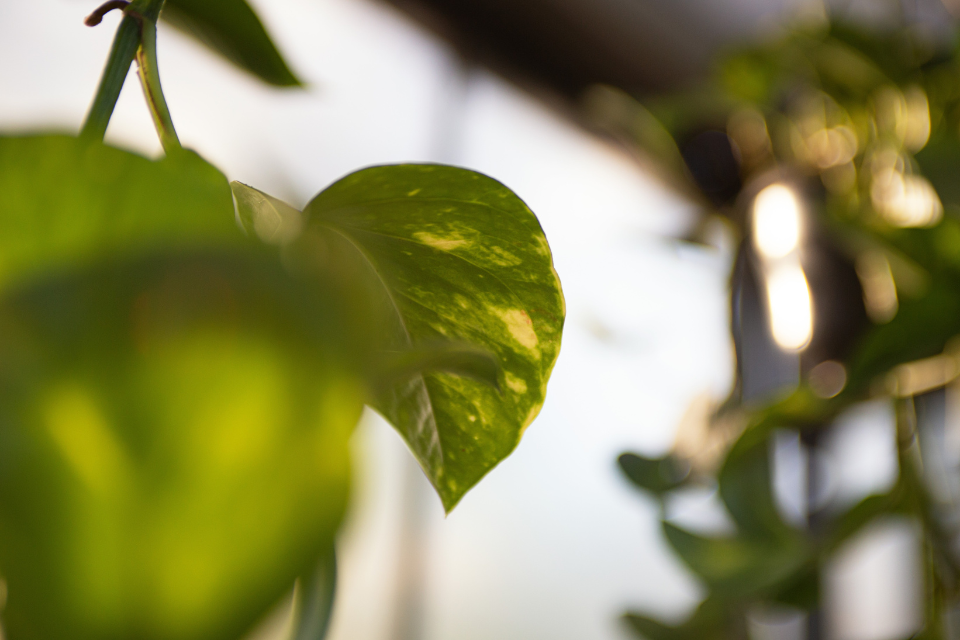 Pothos in the indirect light