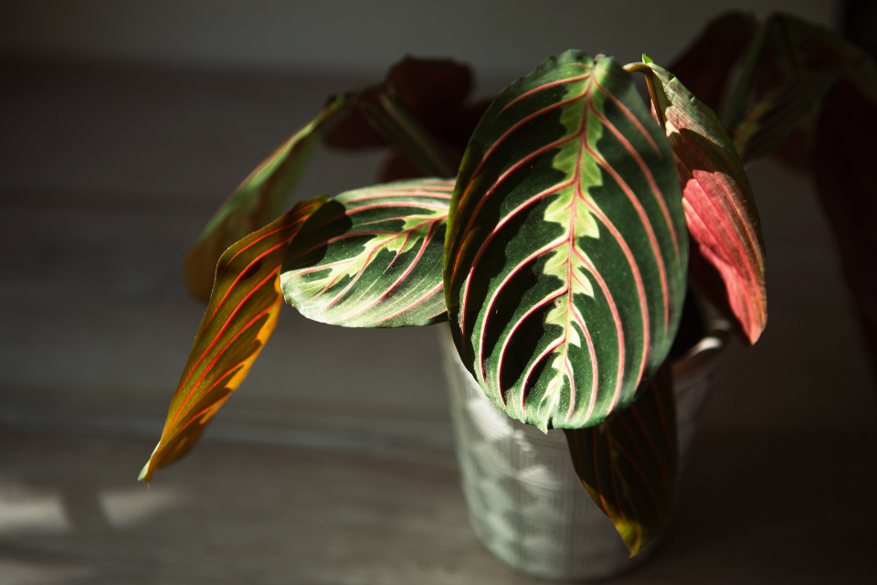 Prayer Plant