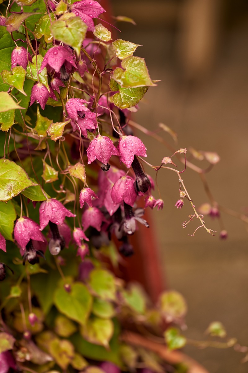 Purple Bell Vine