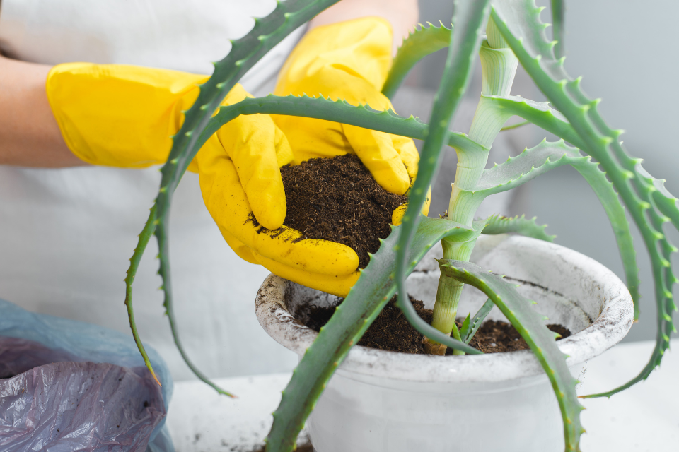 Repot an aloe plant