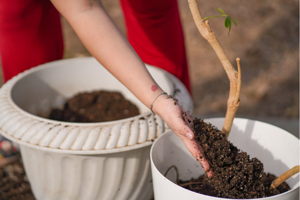 Repot an olive tree