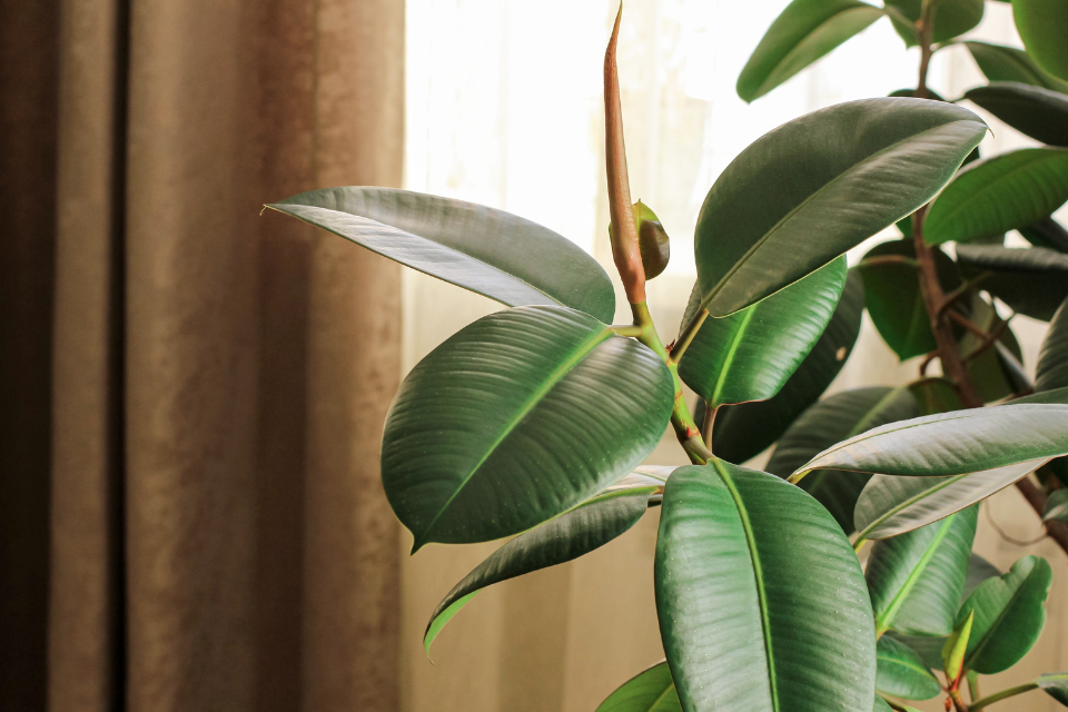 Rubber Tree