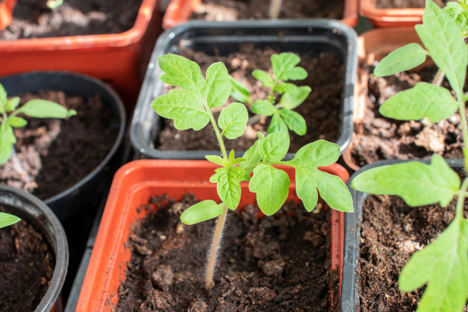 Seedling_Stage_Tomato_Plant