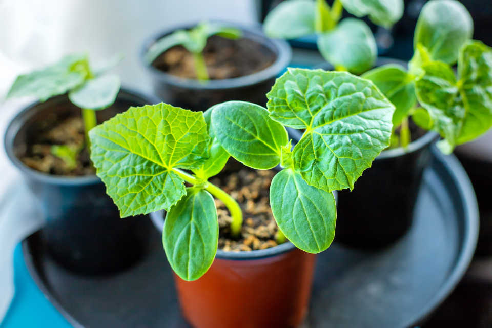 Seedling stage of cucumber