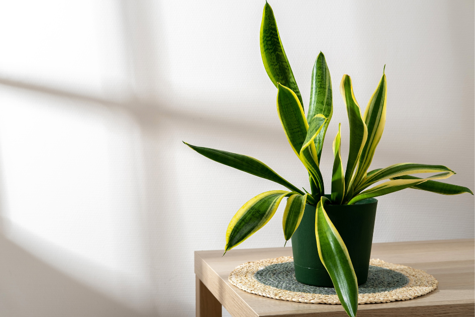 Snake Plant