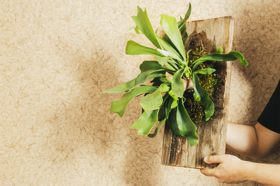 Staghorn fern