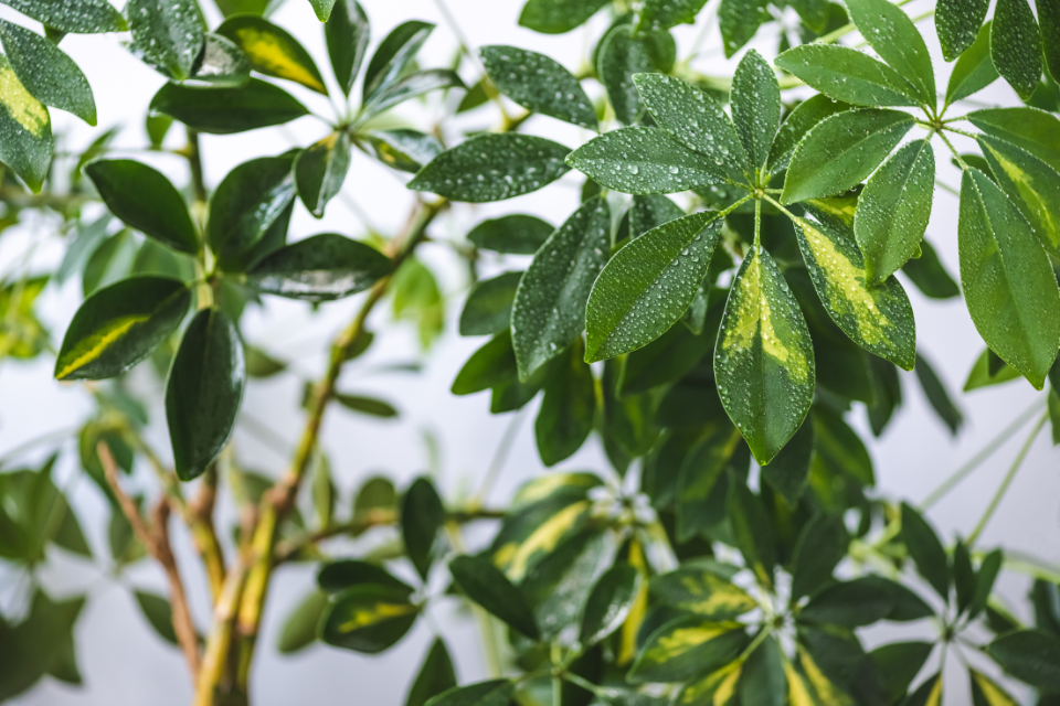 Umbrella Plant
