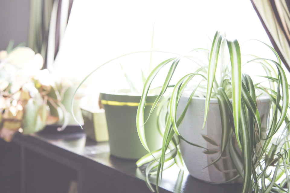 Spider plant in direct light