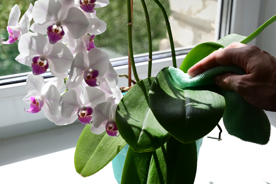 wipe orchid leaves