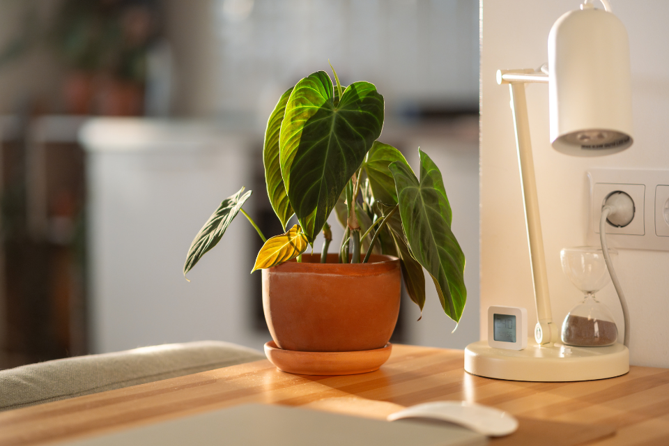 philodendron in direct light