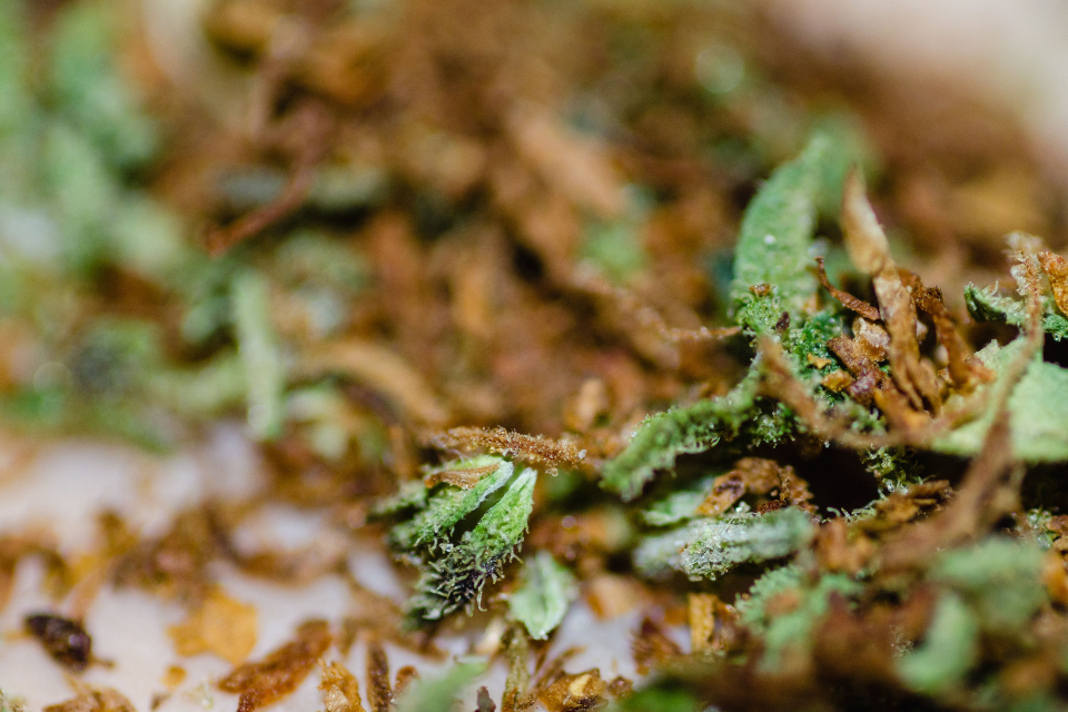How does weed go bad