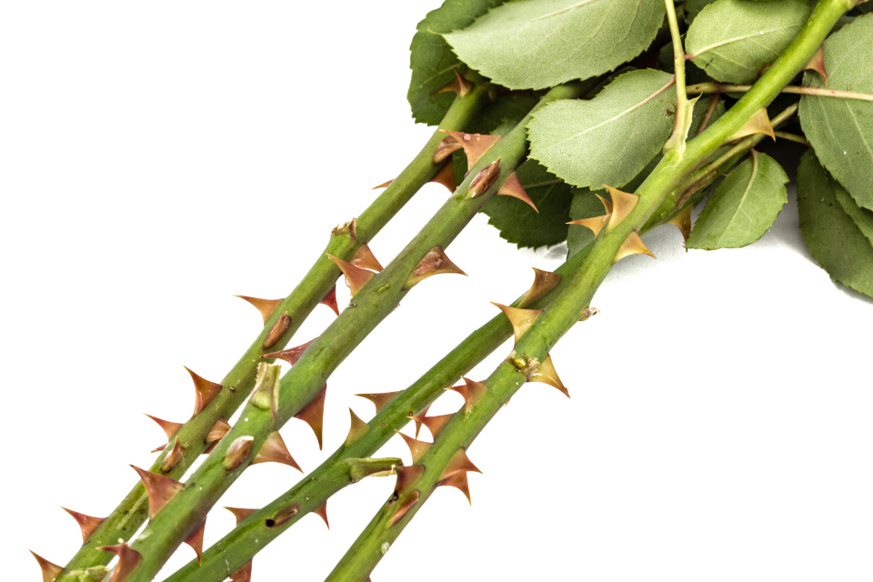 Rose cutting