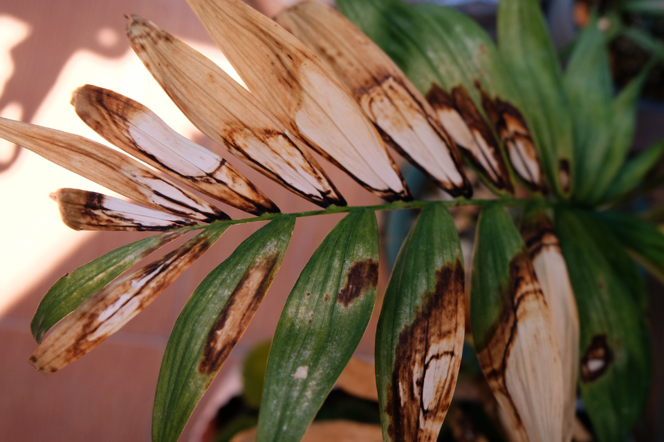 Brown leaf edge