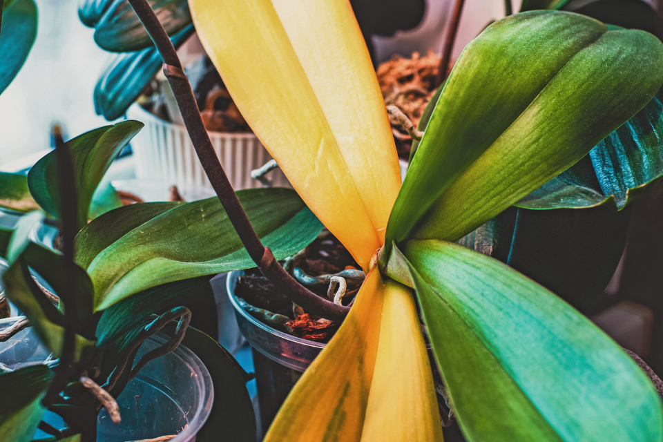 yellowing leaves