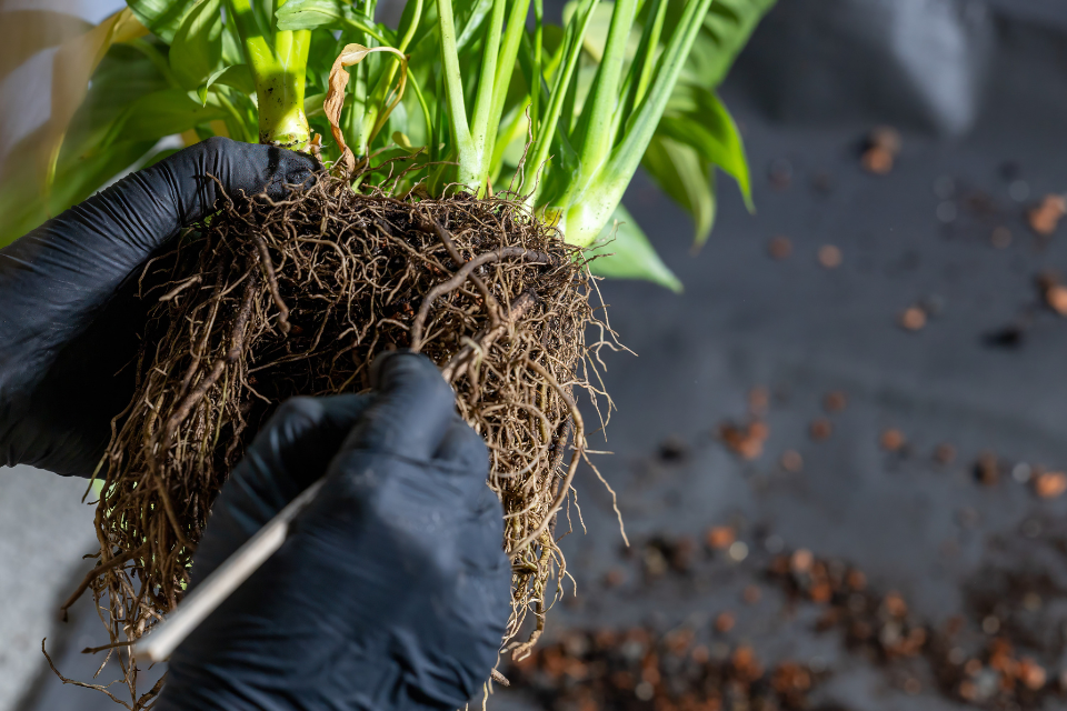 Transplant the plant
