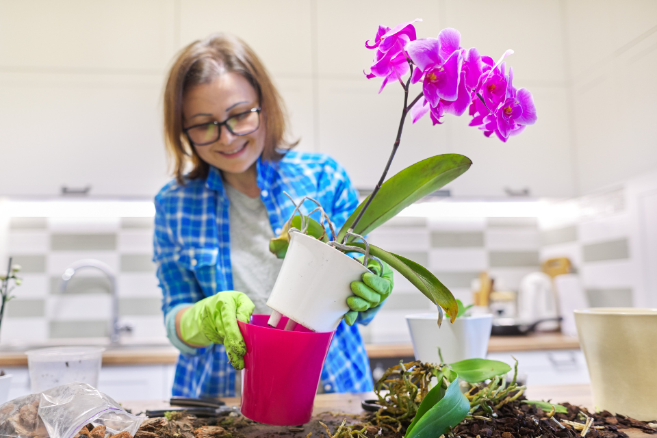 Repot an orchid