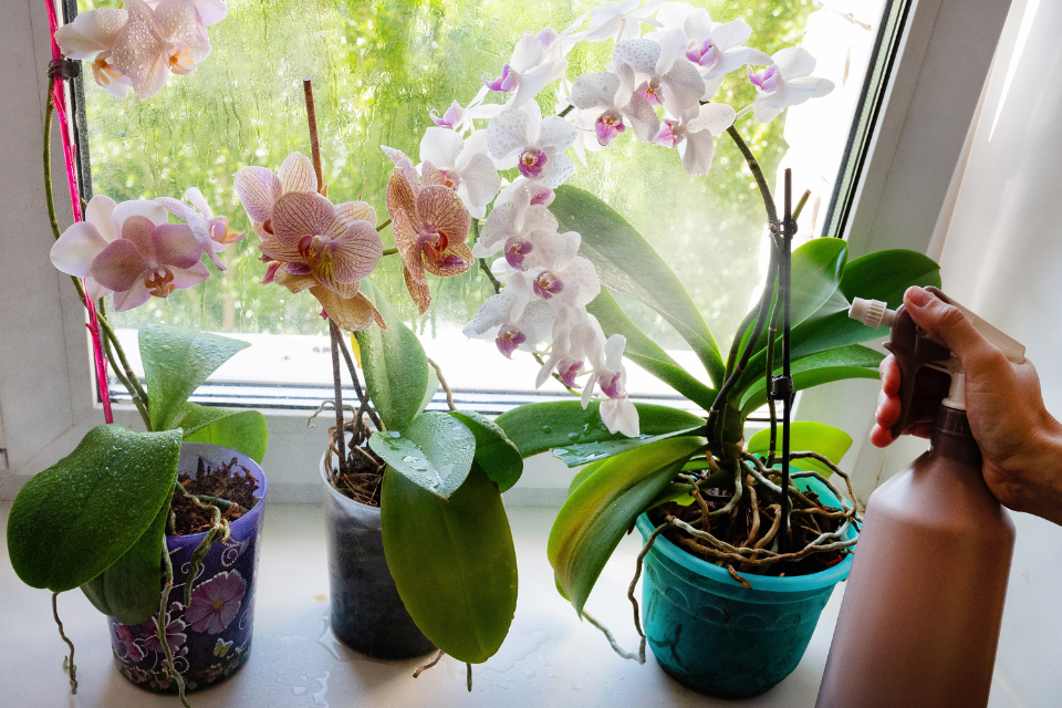 Misting an orchid