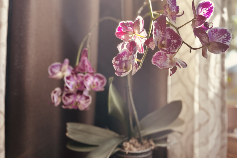 Indoor orchid