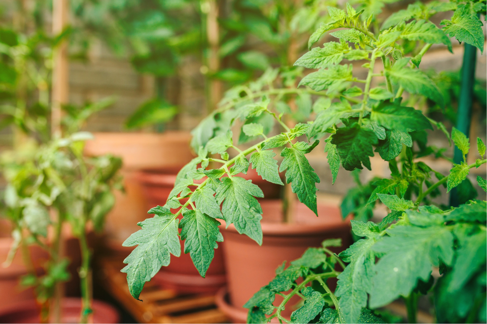 Vegetative_Stage_Romato_Plant