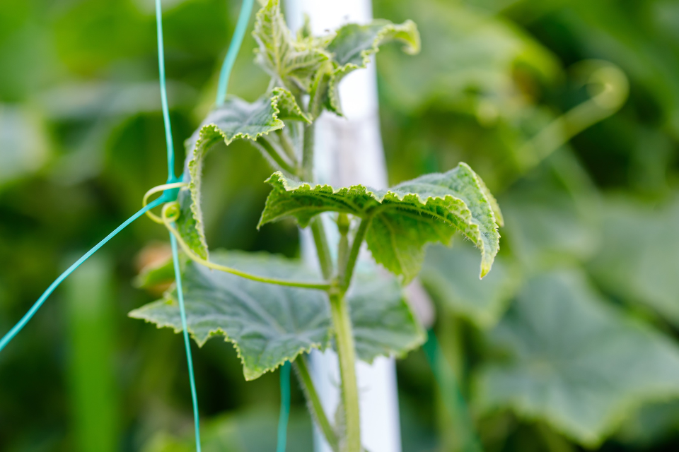 Vegetative stage of cucumber
