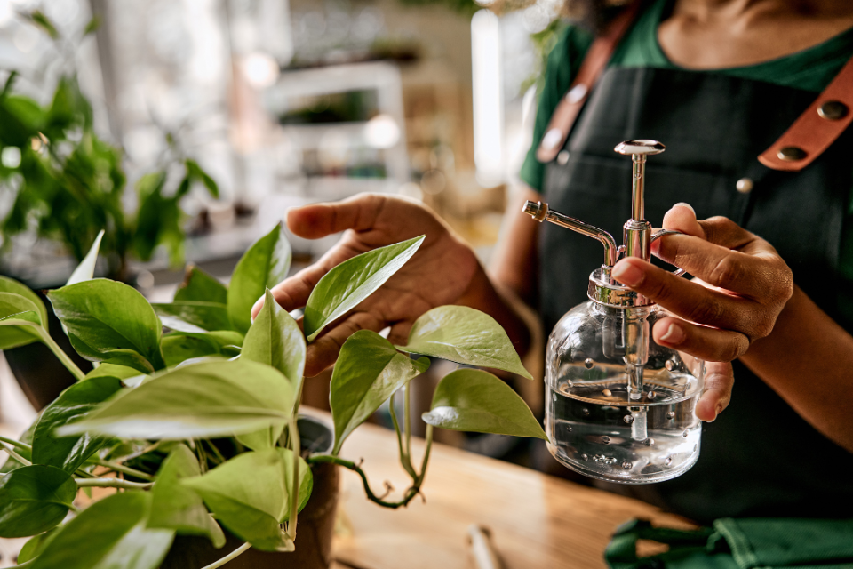 Watering a pothos