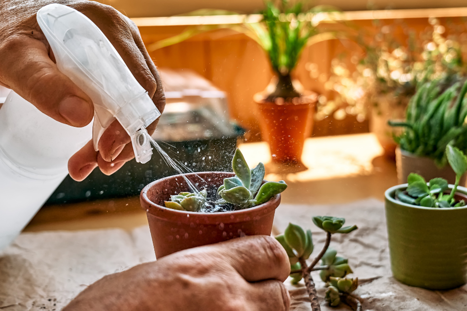Watering a succulent