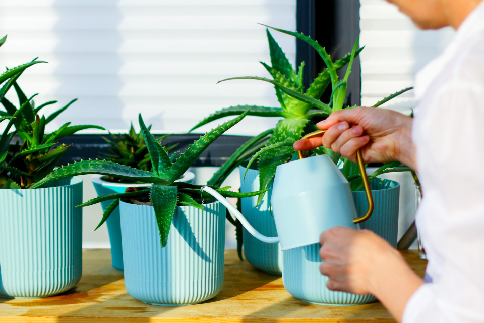 Watering an aloe plant