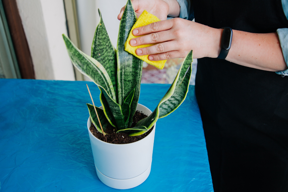 Wipe and clean the snake plant leaves