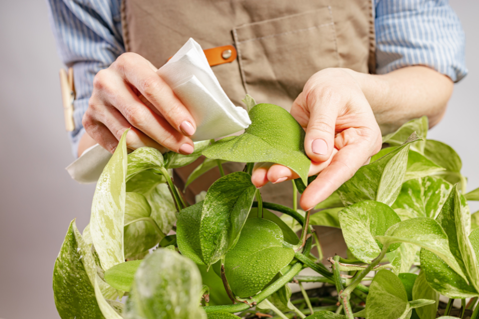 Wipe the pothos leaves