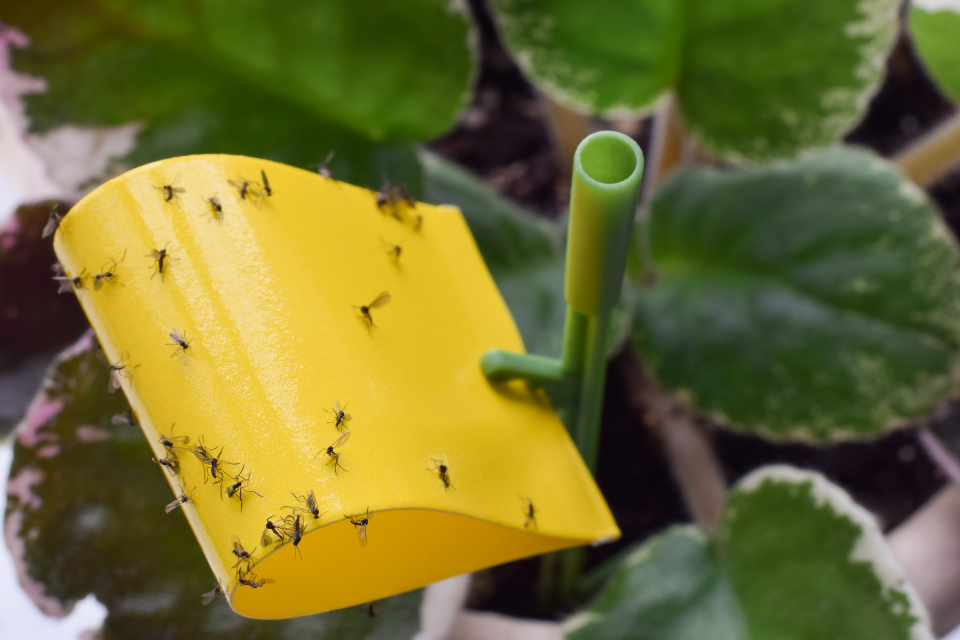 Yellow sticky traps
