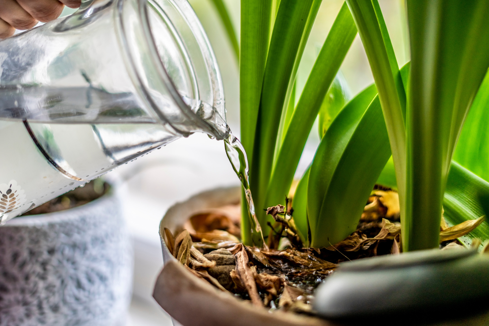 Watering an orchid