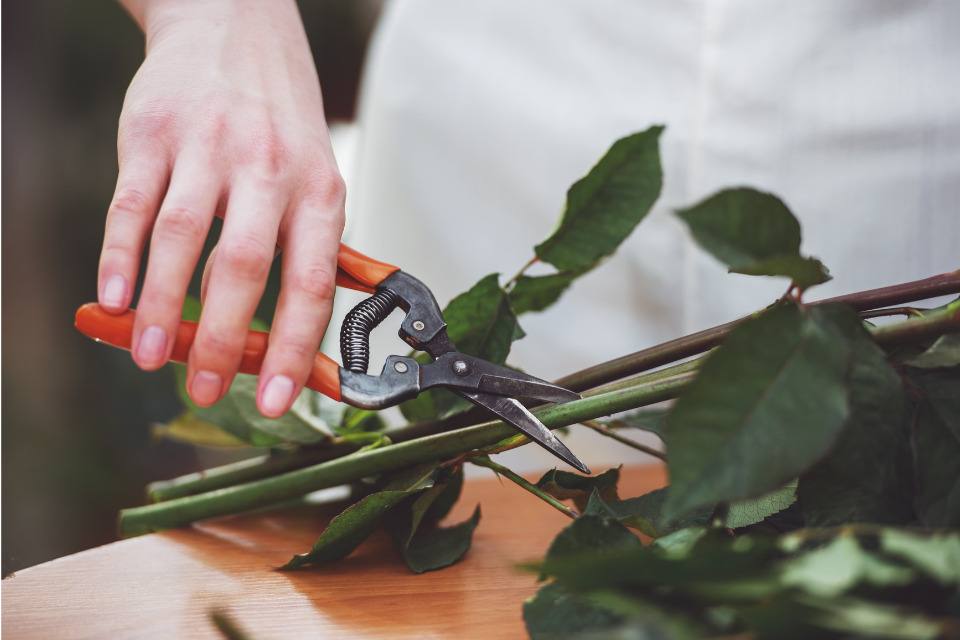 Rose cutting