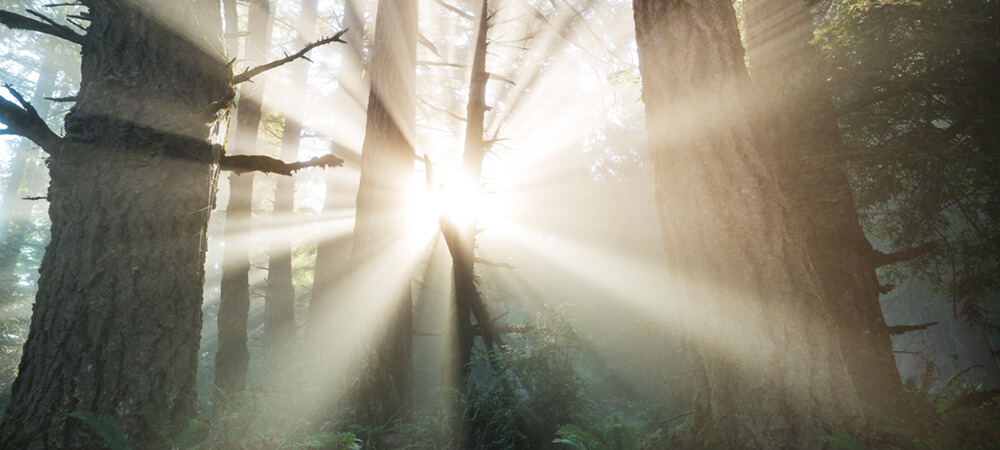 Trees in light beam and fog