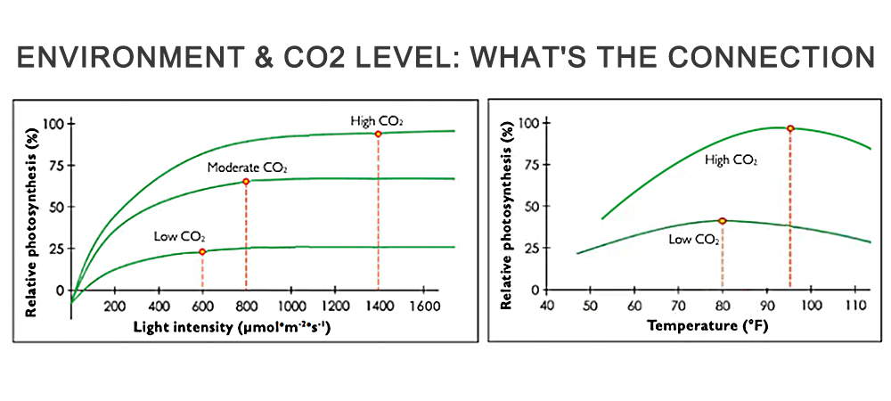 The connection curve chart of "light intensity & CO2 level" and "temperature & CO2 level" for photosynthesis rate
