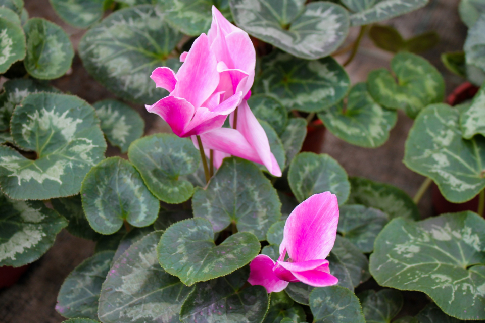 Cyclamen