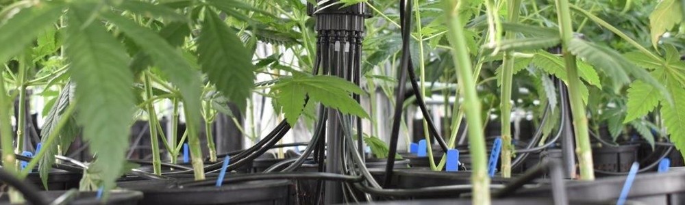 common drip irrigation system in indoor grow room