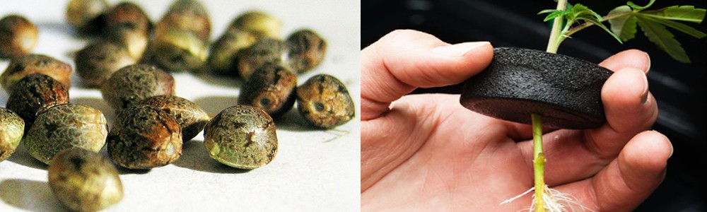 On the right are a butch of seeds, on the left is a clone plant in the hand